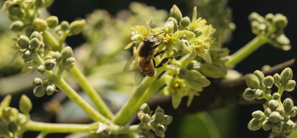 Varietal-Avocado-Blossom